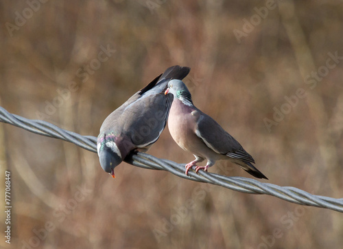 Pair of common wood pigeons (Columba palumbus) sits on a power line