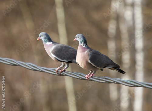 Pair of common wood pigeons (Columba palumbus) sits on a power line