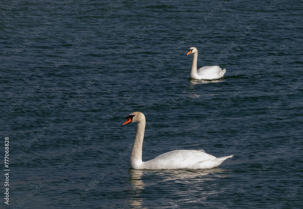 The mute swan (Cygnus olor), birds swim near the Black Sea coast The mute swan (Cygnus olor), birds swim near the Black Sea coast