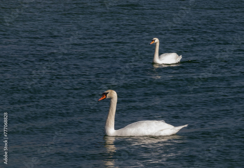 The mute swan  Cygnus olor   birds swim near the Black Sea coast