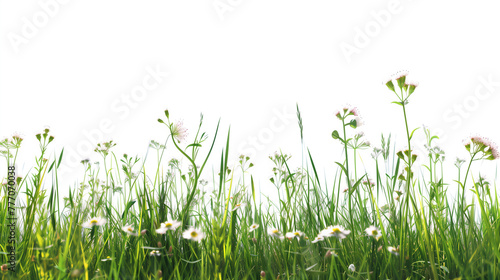 Grass flower field in spring isolated on white background