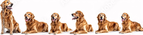 Two Golden Retrievers Resting on a White Surface Generative AI