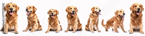 Three Poses of a Golden Retriever A Study in Canine Expression and Composition Generative AI