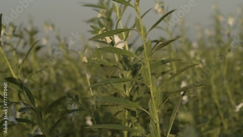 Sesamum plants, Close up of a white color 'sesamum indicum' flowers and seed pods photo