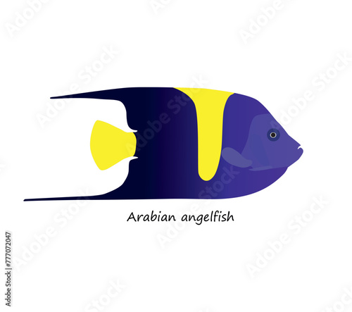 Arabian angelfish (Pomacanthus asfur) isolated on white background. Vector illustration