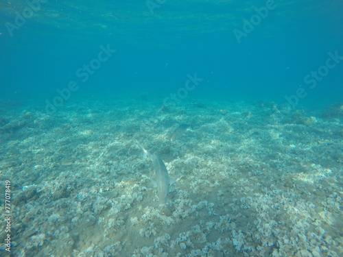 under the surface of marine habitat, se a ocean, vast of water