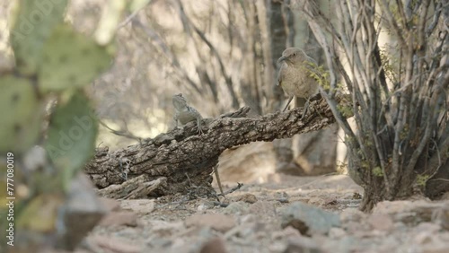 curve-billed trasher and lizard sitting on a tree trunk in the Sonoran desert, Arizona, USA