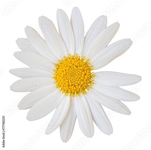 Lovely white Daisy (Marguerite), including clipping path, png-Datei