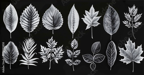 Botanical Illustrations A Collection of Stylized Plant Drawings Generative AI