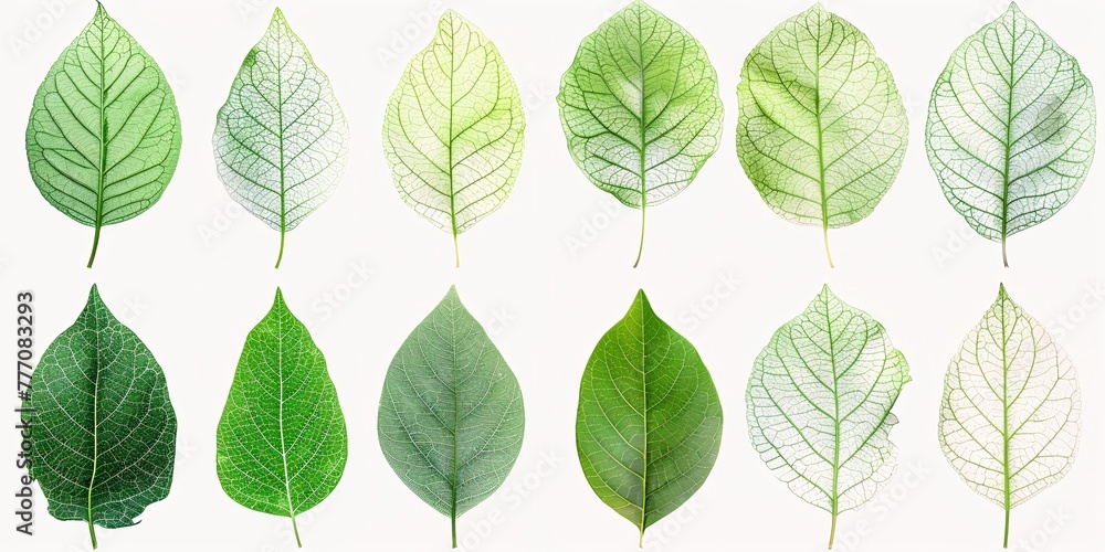 The Art of Nature A Collection of Leaf Images Generative AI