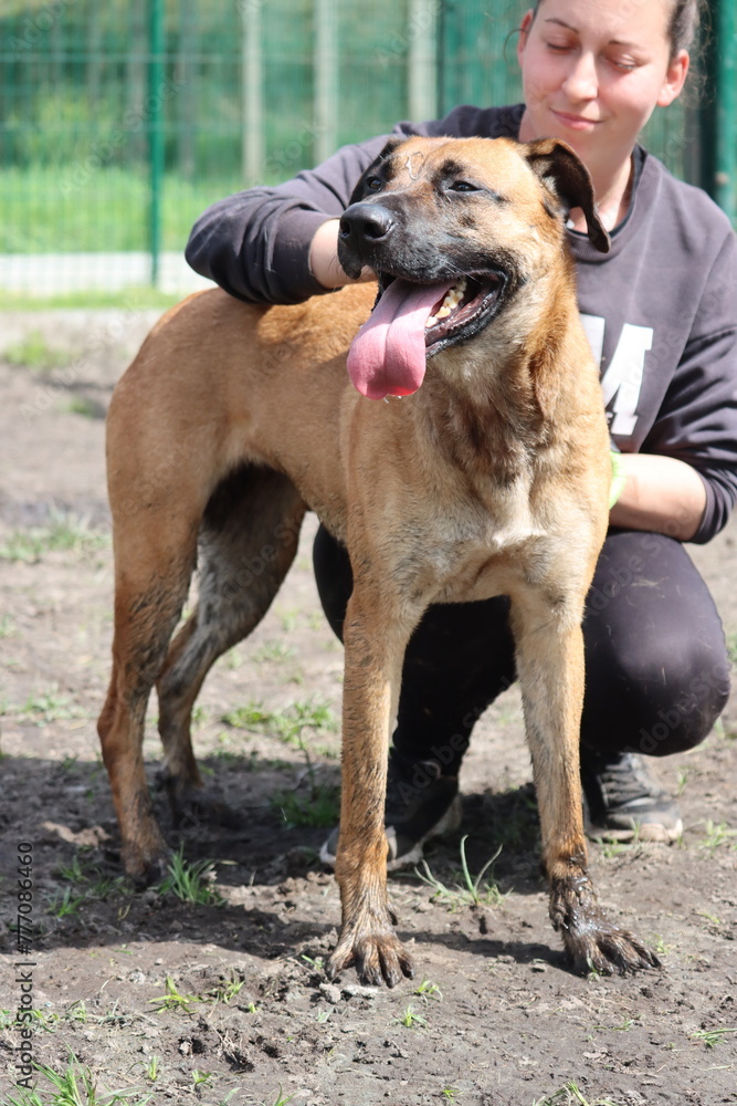 Berger Allemand Malinois