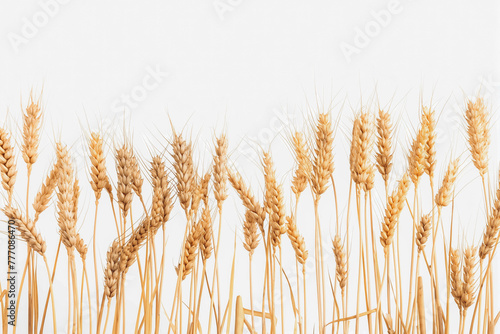Horizontal wheat ears isolated on a white background with clipping path. Full Depth of field.