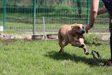 Staff Dogue Petit Dogue Bullterrier