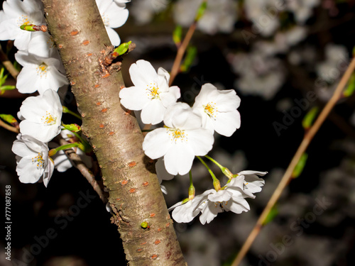 夜桜 photo