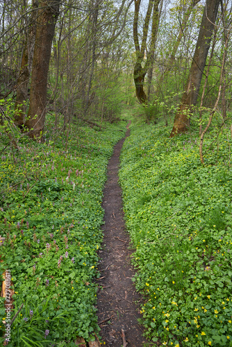 Nice forest path bordered by flowers in the forest photo