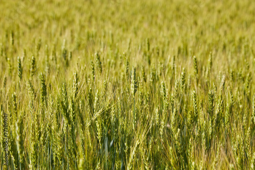 Green wheat ears close-up on the field in ripening period