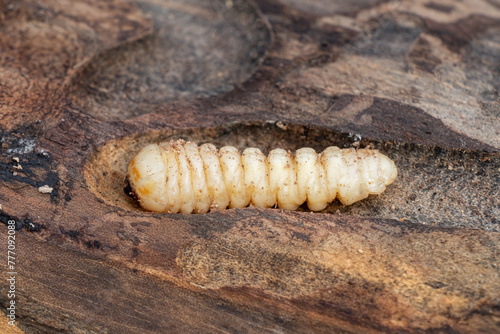 Bark beetle larva close-up inside dead wood. Woodworm on the surface of an old tree