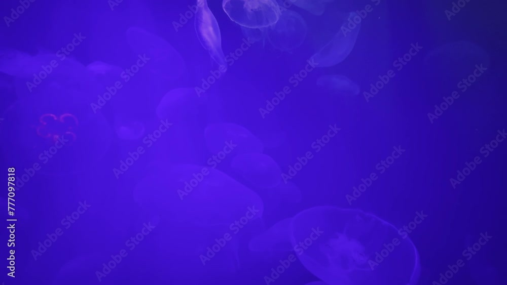 A group of jellyfish glides through electric blue water A group of jellyfish glides through electric blue water