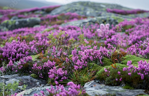 Vibrant Flora A Close-up View of a Rocky Field with Purple Flowers Generative AI