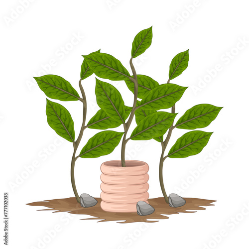 Illustration of plant 