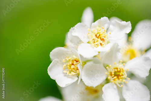 białe kwiaty na rozmytym zielonym tle
