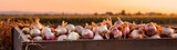 Garlic harvested in a wooden box with field and sunset in the background. Natural organic fruit abundance. Agriculture, healthy and natural food concept. Horizontal composition, banner.