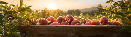 Peaches harvested in a wooden box with orchard and sunset in the background. Natural organic fruit abundance. Agriculture  healthy and natural food concept. Horizontal composition  banner.