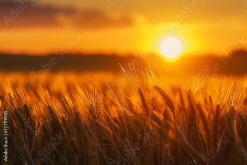 The sun is setting over a vast field of golden wheat, with the sky painted in warm hues, creating a picturesque scene