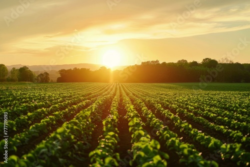The sun sets in the background  casting a golden glow over a vast field of crops