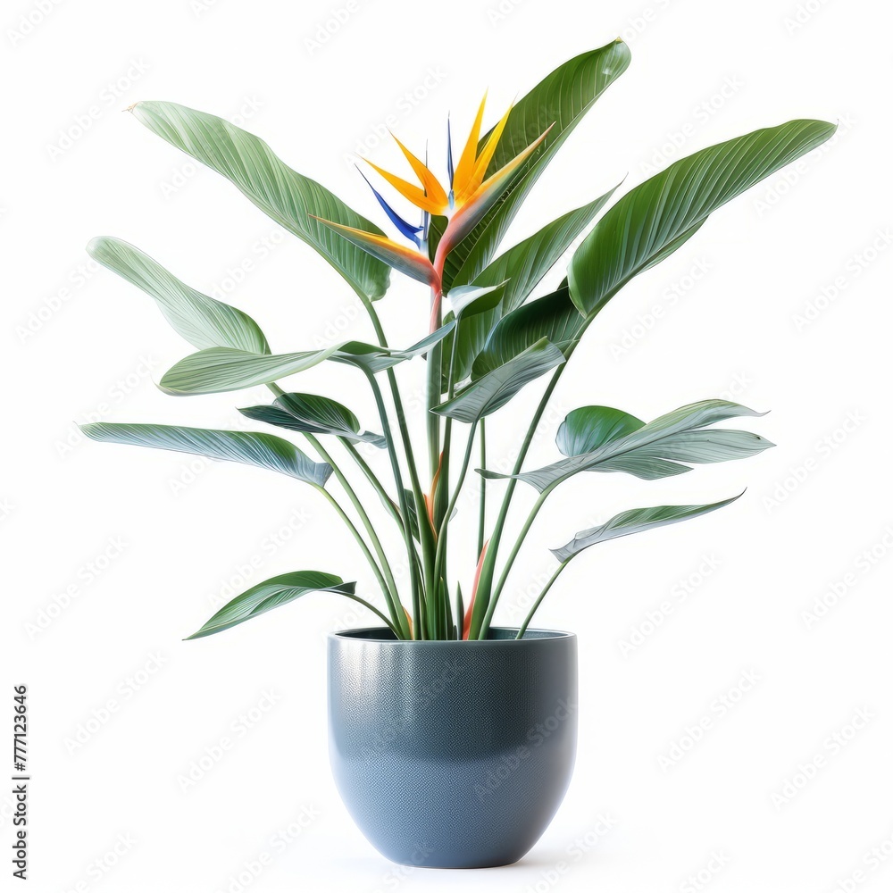 Placed in a gray pot against a white background, the colorful Bird of Paradise flower plant displays vibrant colors and natural elegance. Placed in a gray pot against a white background, the colorful Bird of Paradise flower plant displays vibrant colors and natural elegance.