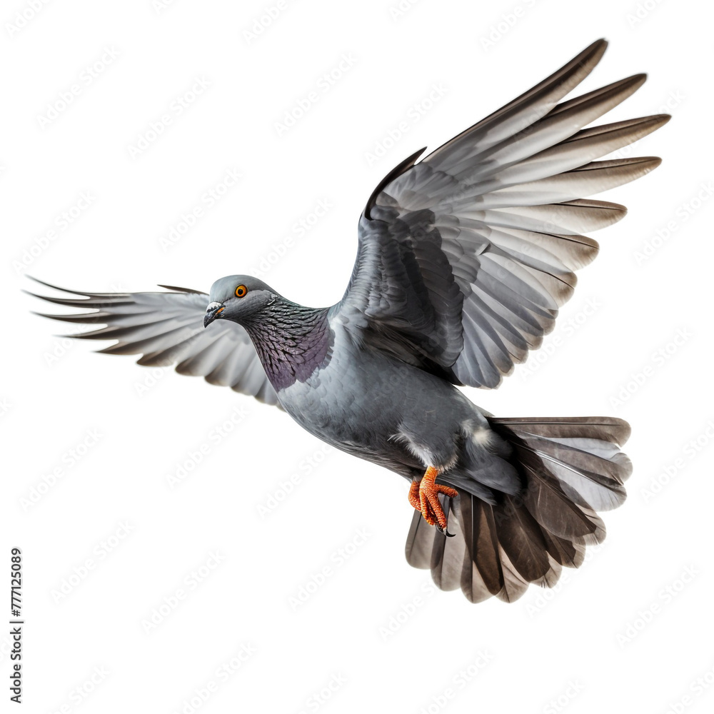Obraz premium Grey pigeon on flight isolated on white background сreated with Generative Ai