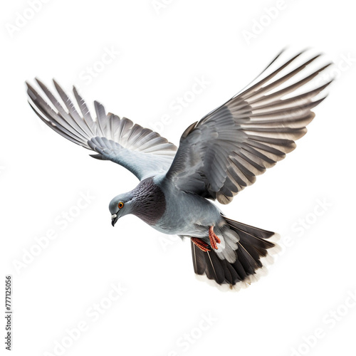 Grey pigeon on flight isolated on white background   reated with Generative Ai