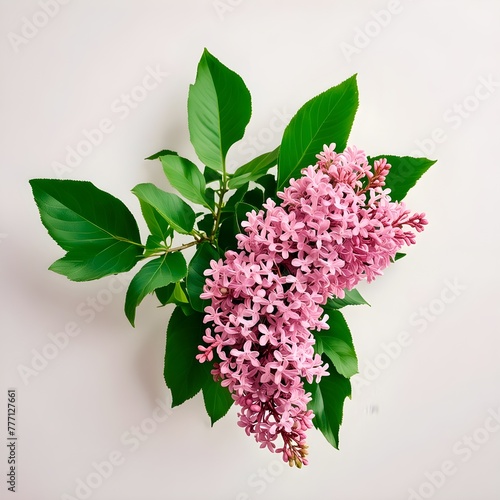 Branch of lush pink magenta lilac with green leaves