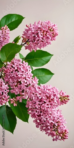 Branch of lush pink magenta lilac with green leaves