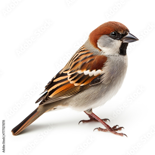 sparrow isolated on white background сreated with Generative Ai