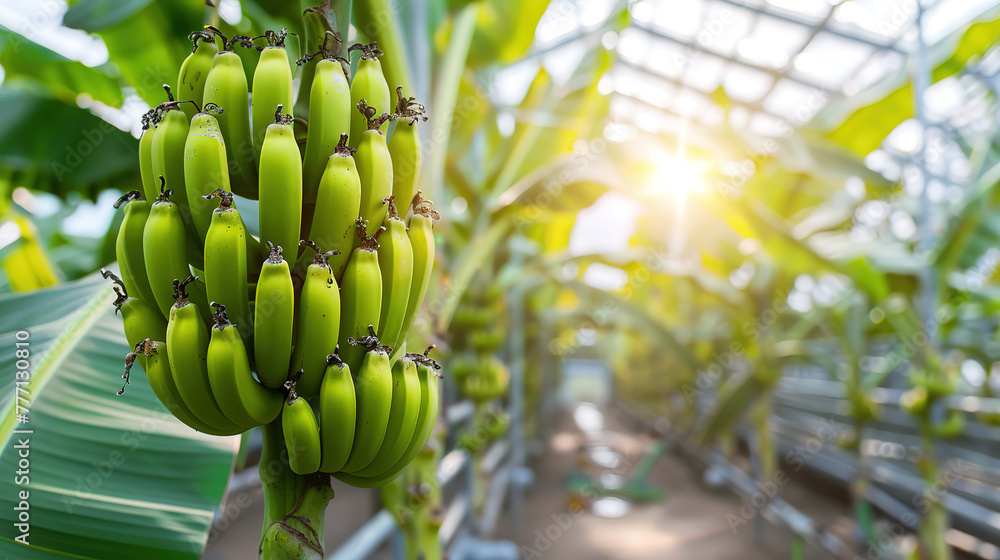 Promotional photo - Ripe bananas growing on tree in greenhouse Promotional photo - Ripe bananas growing on tree in greenhouse
