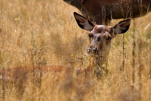 cervo photo