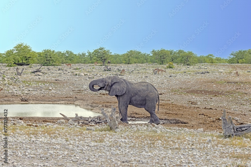 Fototapeta premium Picture of an elephant in Etosha National Park in Namibia during the day