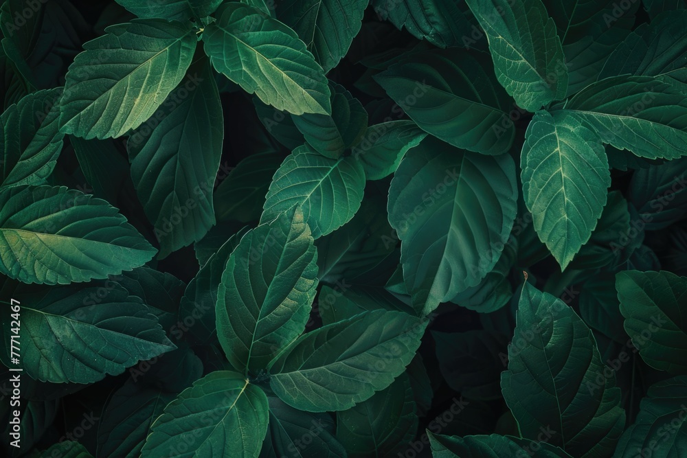 green leaf Abstract green leaf texture for background green leaf Abstract green leaf texture for background
