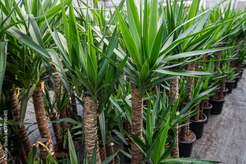 Yucca Elephantipes . Young Yucca plants. Tropical tree suitable for living in an apartment.
