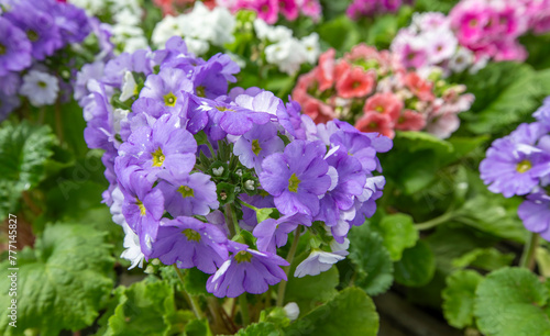 Primula obconica . Turkish name; Eleven sunflowers. A beautiful flower in pink, red, white and lilac colours. photo