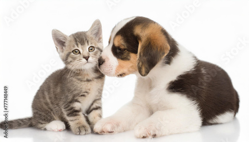 Little tabby kitten playing with little puppy © netsay