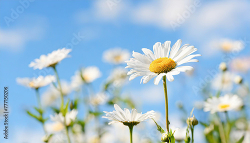 daisy flower field against blue sky