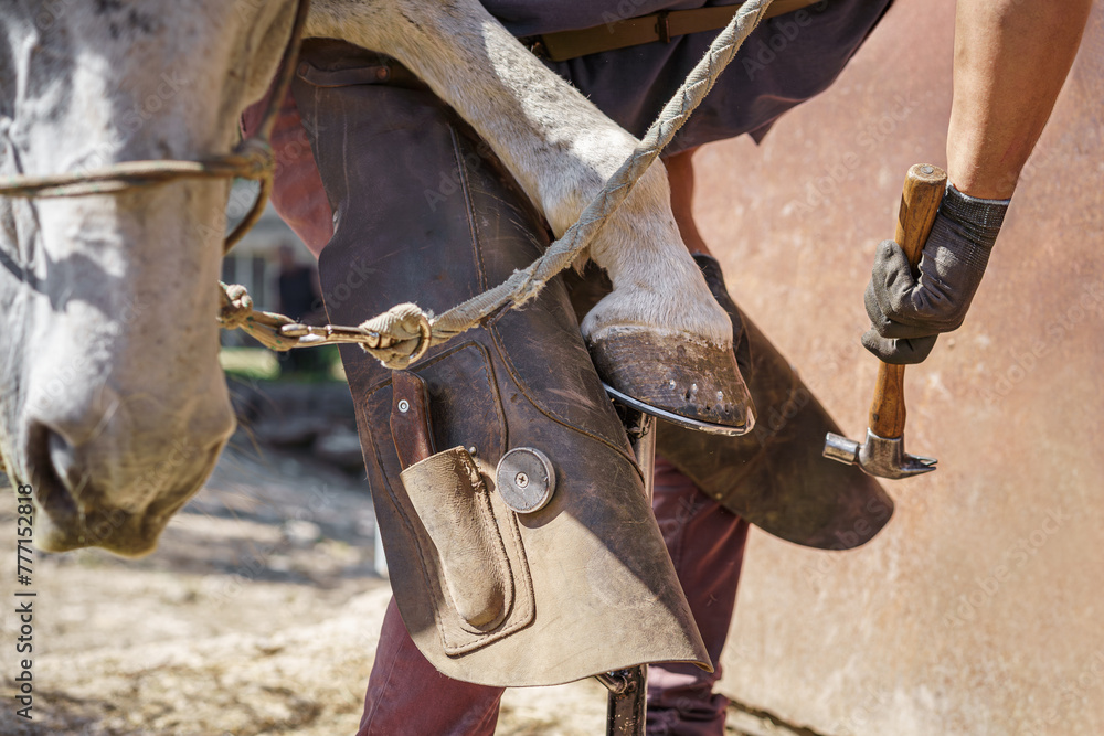 The farrier places the new horseshoe on the horse's hoof using a hammer. The horse lowers its head during shoeing. The farrier places the new horseshoe on the horse's hoof using a hammer. The horse lowers its head during shoeing.