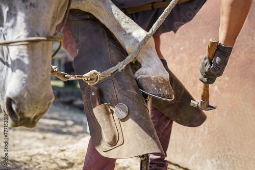 The farrier places the new horseshoe on the horse's hoof using a hammer. The horse lowers its head during shoeing.