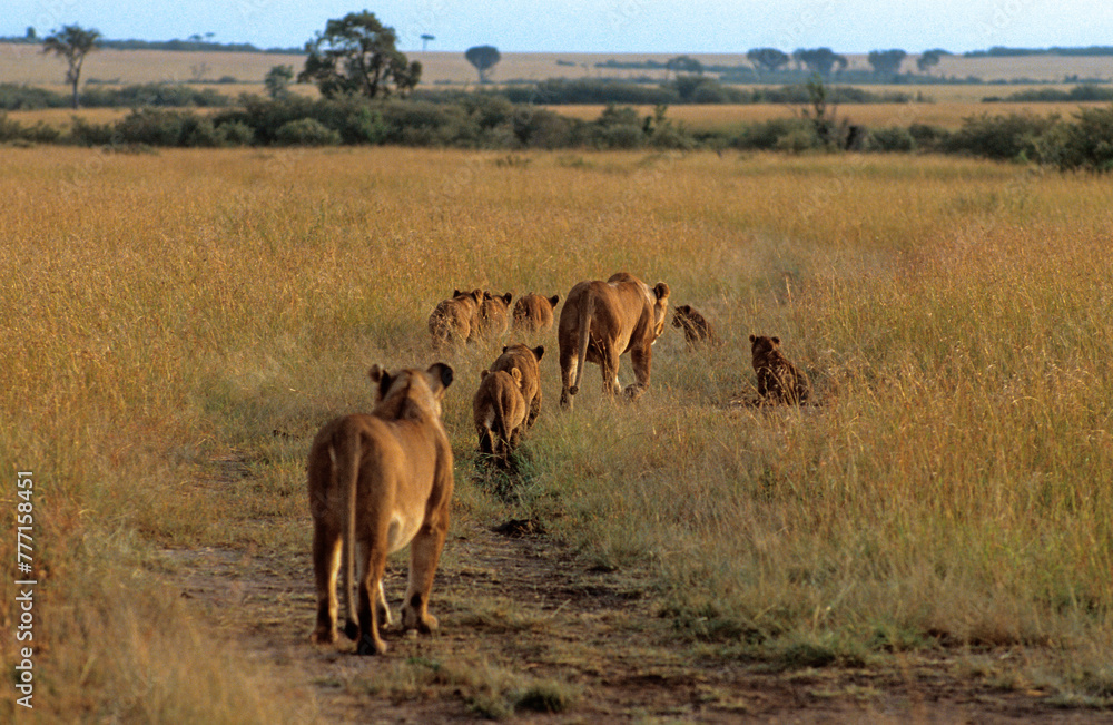 Lion, lionne, Panthera leo, Femelles et jeunes, Parc national de Masai Mara, Kenya