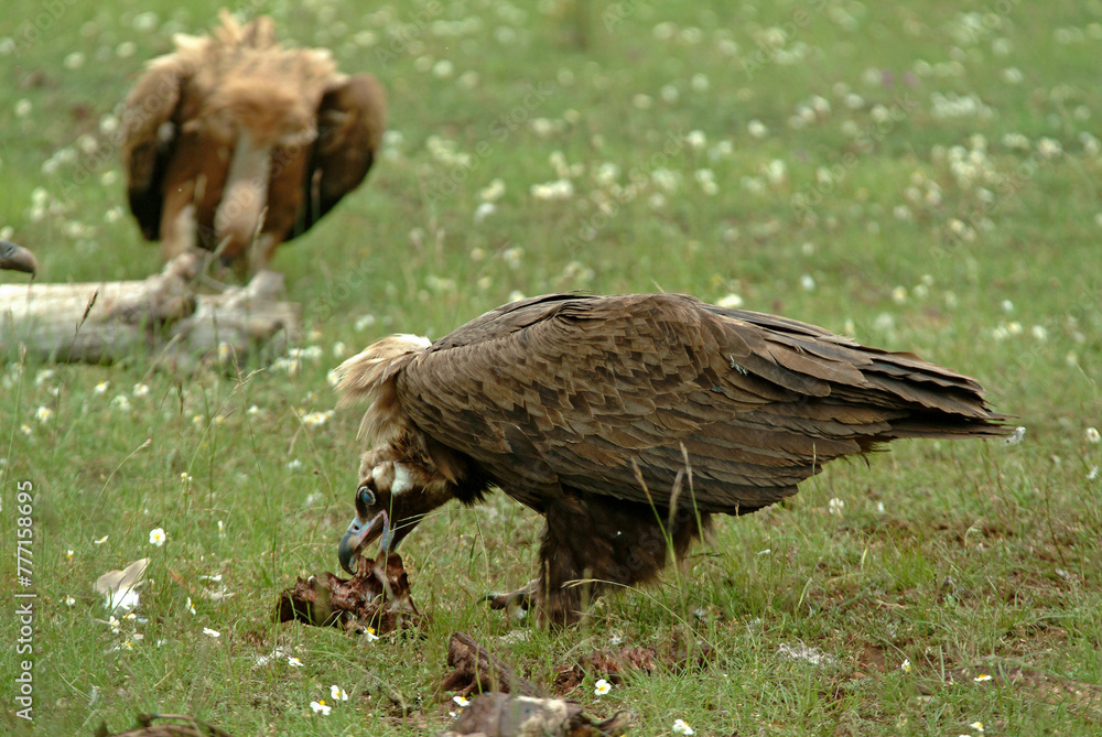 Fototapeta premium Vautour moine,.Aegypius monachus, Cinereous Vulture, Vautour fauve,.Gyps fulvus, Griffon Vulture, Parc naturel régional des grands causses 48, Lozere, France