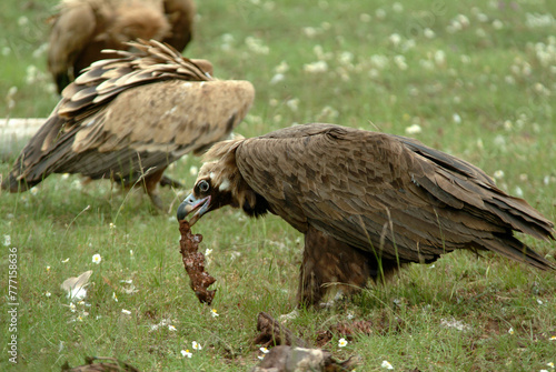 Vautour moine,.Aegypius monachus, Cinereous Vulture, Vautour fauve,.Gyps fulvus, Griffon Vulture, Parc naturel régional des grands causses 48, Lozere, France © JAG IMAGES