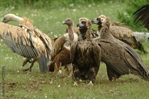 Vautour moine .Aegypius monachus  Cinereous Vulture  Vautour fauve .Gyps fulvus  Griffon Vulture  Parc naturel r  gional des grands causses 48  Lozere  France