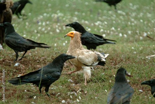 Vautour percnoptère , Percnoptère d'Égypte,.Neophron percnopterus, Egyptian Vulture, Grand Corbeau,.Corvus corax, Northern Raven, Parc naturel régional des grands causses 48, Lozere, France photo